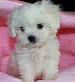 Cuccioli maltesi