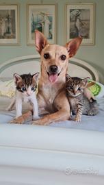 Piccoli Gattini in adozione
