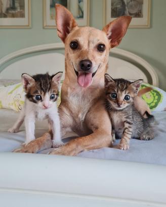 Piccoli Gattini in adozione