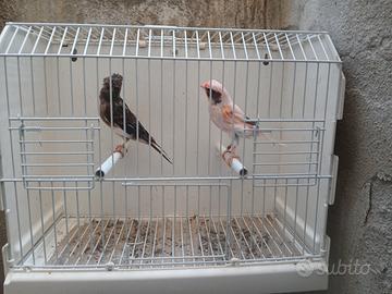Varie coppie arlecchino portoghese