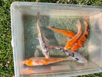 Karpe koi