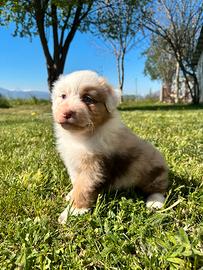 Cucciolo pastore australiano