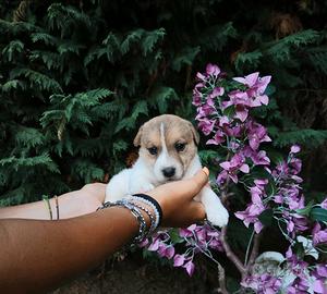 Cuccioli di Jack russell