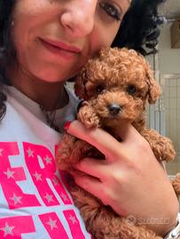 Barboncini toy minitoy e teacup