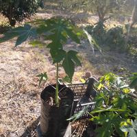 papaya piante