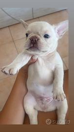 Cucciolo di bull dog Francese