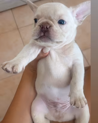 Cucciolo di bull dog Francese