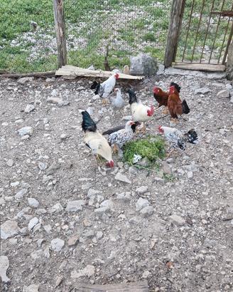 Gallinelle nane