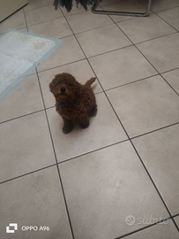 Cucciolo di mini toy