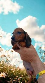 Cuccioli mesi 2 Bassotto