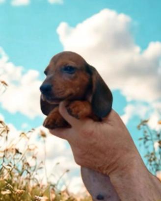Cuccioli mesi 2 Bassotto
