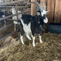 Becco di un anno razza roccaverano