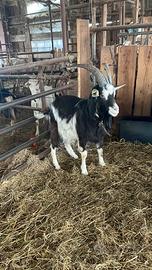 Becco di un anno razza roccaverano