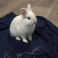 Conigli nani Testa di leone