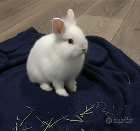 Conigli nani Testa di leone