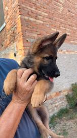 Cucciolotti Pastore Tedesco disponibili