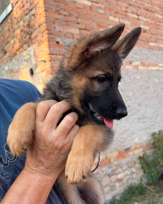Cucciolotti Pastore Tedesco disponibili