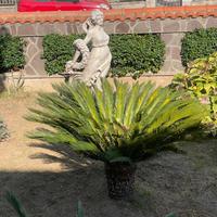 Piante Cycas