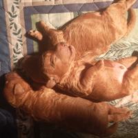 Barboncini Fulvio Red pedigree enci