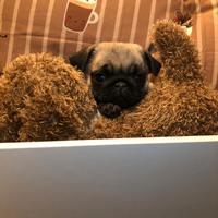 Carlino cucciolo disponibile beige fulvo