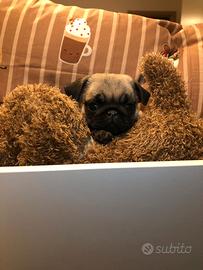 Carlino cucciolo disponibile beige fulvo