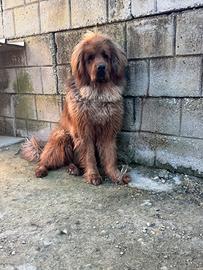 Mastino tibetano maschio