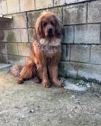 Mastino tibetano maschio