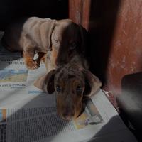 Cucciolo Bassotto Cioccolato