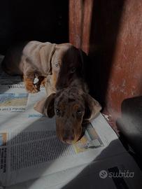 Cucciolo Bassotto Cioccolato