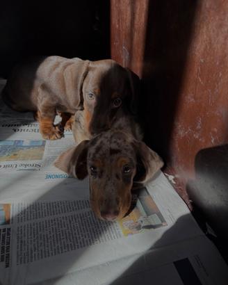 Cucciolo Bassotto Cioccolato