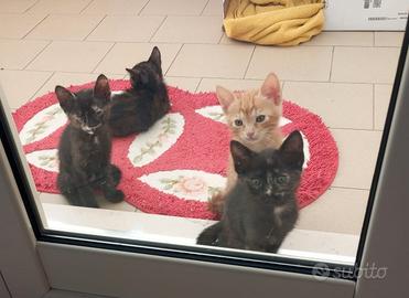 Squamine, bellissime