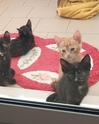 Squamine, bellissime