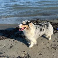 Pastore australiano per riproduzione