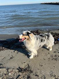 Pastore australiano per riproduzione