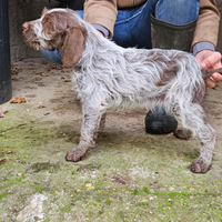 Cucciola spinone italiano