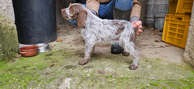 Cucciola spinone italiano