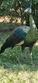Pavone
