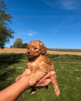 Cuccioli di barboncino nano
