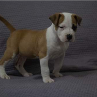 Cuccioli Amstaff