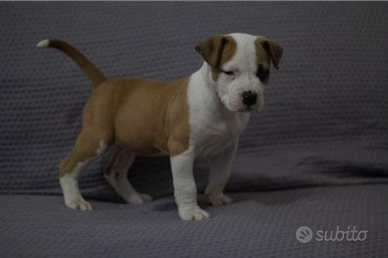 Cuccioli Amstaff