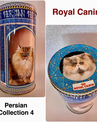 ROYAL CANIN*Scatola Collection 4 Persian Originale