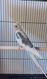 Bella calopsite Maschio (pappagallo, Calopsite)