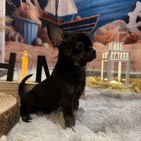 Chihuahua toy femmina zampe tigrate