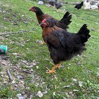 Galline Marans nero rame