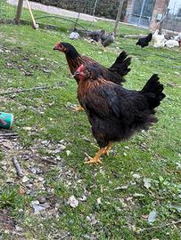 Galline Marans nero rame