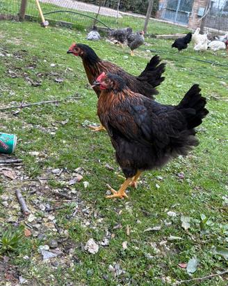 Galline Marans nero rame