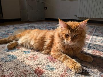 Maine coon maschio