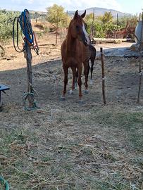 Cavallo
