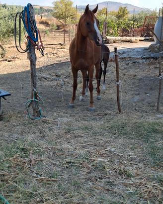 Cavallo