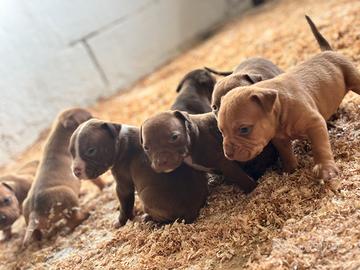 Cuccioli di American Pitbull